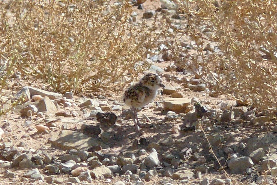 Inland Dotterel (Charadrius australis)